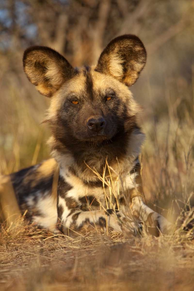 Africa, Namibia Wild dog resting